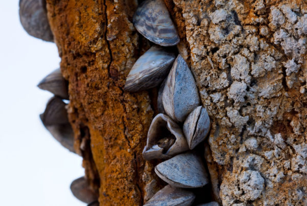Zebra Mussels Have Invaded Austin’s Lake Travis