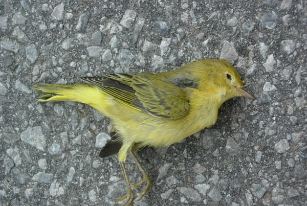 Petitioners Ask Galveston Building Owners To Douse Lights During Bird Migrations