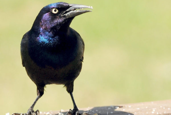 The War Against Grackles