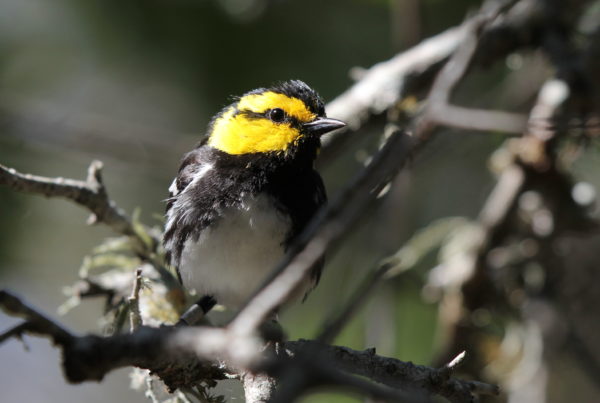 Land Office Sues to End Golden-Cheeked Warbler Protections