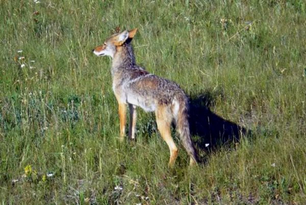 Does Texas Lead The Nation In Animal Deaths By Sodium Cyanide?