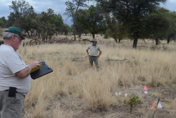 How Foresters Are Saving This West Texas Tree