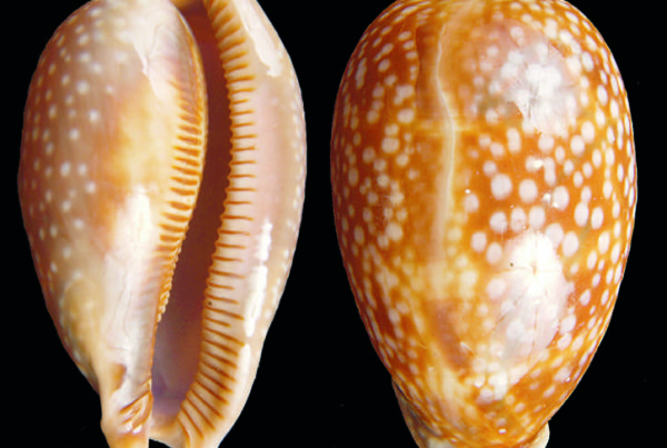 How To Shore Up Your Shell Collection
