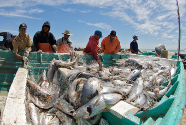 When Fish Roar, Scientists Listen