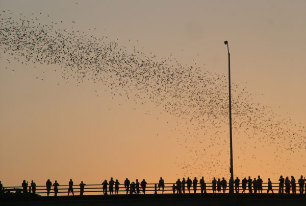 How Texas Is Fighting White Nose Syndrome, The Disease Killing Bats Nationwide