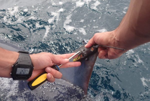 Researchers Use Their Time In The ‘Shark Week’ Spotlight To Promote A Conservation Message