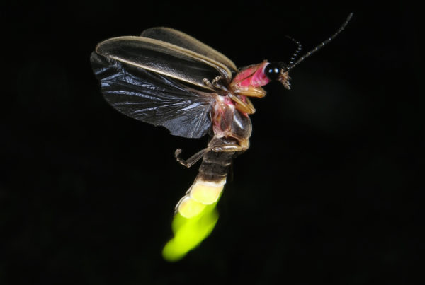 Fireflies Are Beautiful Tricksters In Danger Of Losing Their Habitat