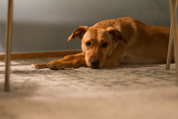 Why One Dallas Family Violence Shelter Will Soon Say ‘Pets Welcome Too’