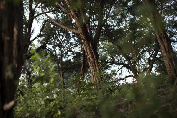 Texas Attorney General’s Opinion On Local Tree Rules Leaves Room For Optimism In Austin
