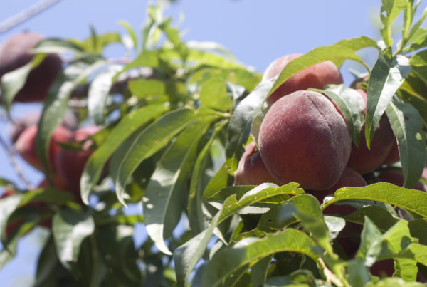 Central Texas Peach Crop Takes A Hit After Mild Winter