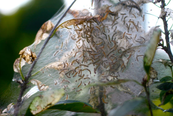 That Webbing That’s All Over The Trees In The Summer Is Caused By A Caterpillar