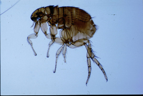 This Infectious Disease is Re-emerging in Texas