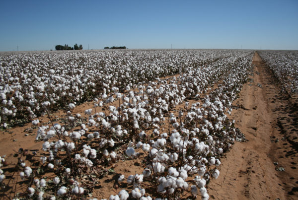 How Scientists Finally Vanquished The Pink Bollworm