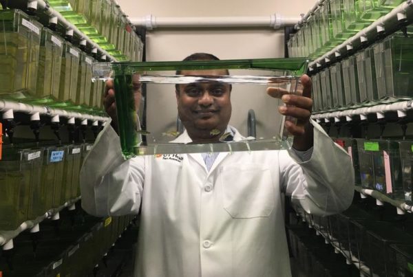 Zebrafish May Help Scientists Find New Cancer Treatments