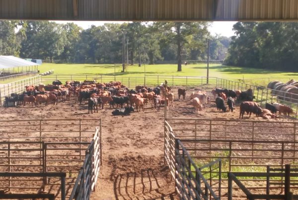 In Southeast Texas, Harvey’s Toll Includes Cattle And Other Livestock