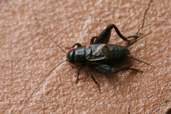 How To Deal With Cricket Swarming Season