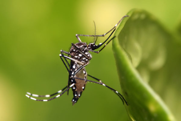 Another Unwanted Legacy Of Hurricane Harvey: Mosquitoes