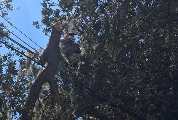 Texans Help Bring Light Back To Florida