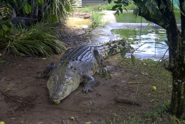 Newly Discovered Crocodile Species Once Roamed North Central Texas