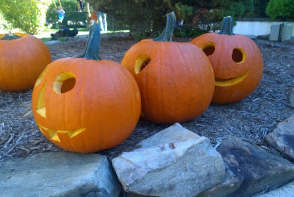 Texas Pumpkin Crop Hit By Season Of Spooky Weather