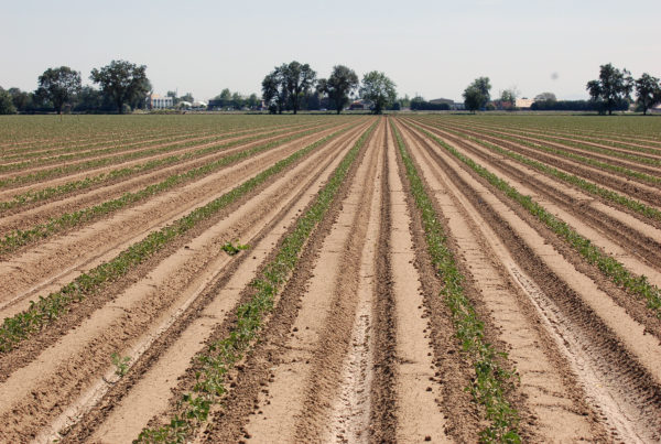 Fair Food Program Holds Growers Accountable For Protecting Farmworkers’ Rights