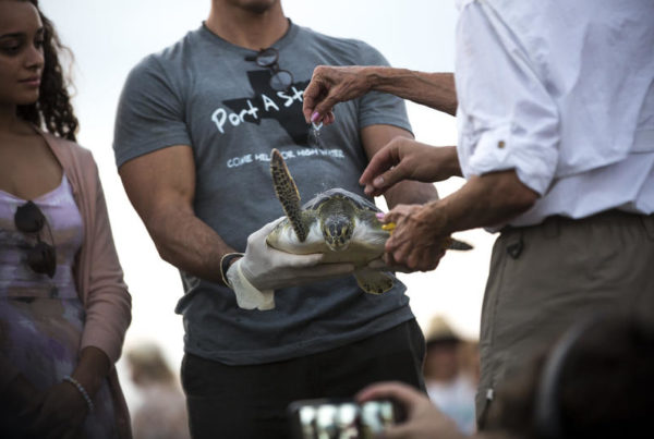 On The Back Of A Sea Turtle, A Port Aransas Funeral Brings Hope