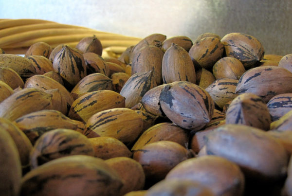 Texas Pecan Orchards Are Facing Years Of Hurricane Recovery