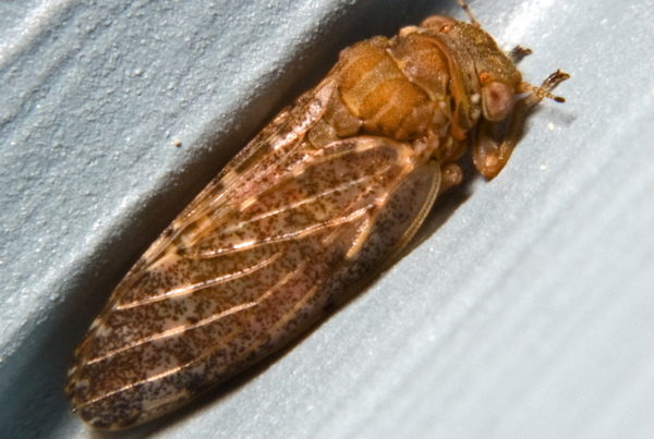 Ever Wondered Why Your Windowsill Is Suddenly Covered With Black Bugs?