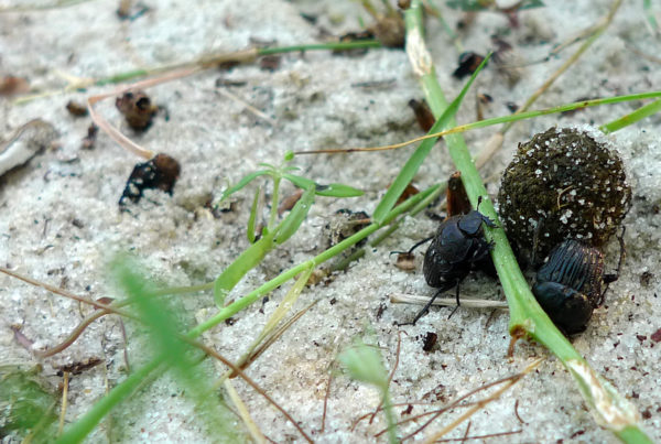 For The Dung Beetle, The Perfect Home Is A Pile of Poo