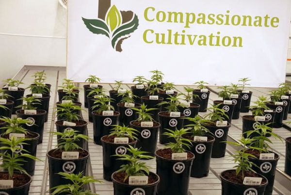 Medical Marijuana Patients In Texas Worry About Shortage of Registered Doctors