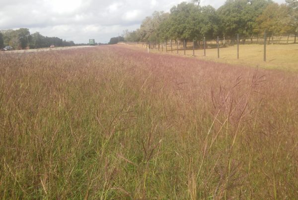 Meet The Grass That’s Eating Southeast Texas