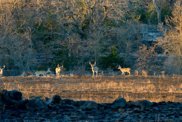 Inside Texas’ Anthrax Triangle