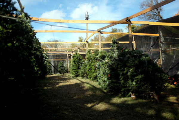 The Big Short: How The Financial Crisis Gave Us Smaller Trees For Christmas This Year