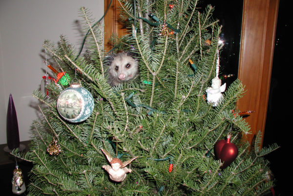 How a possum became one man’s holiday tradition