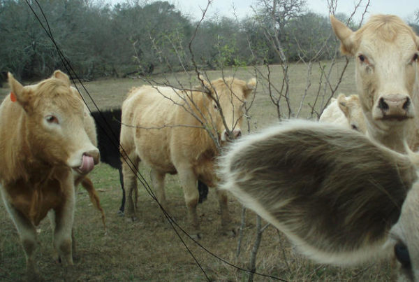 Down On The Farm And At The Gas Pump: A Day On The Job Of Texas’ Agriculture Commissioner