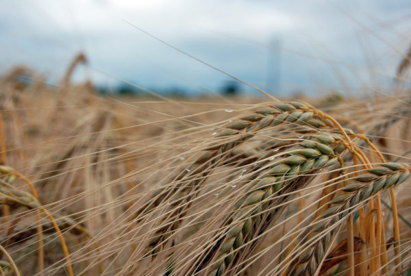 Farmers Focus On Protecting Vulnerable Livestock And Crops As Cold Blankets Texas