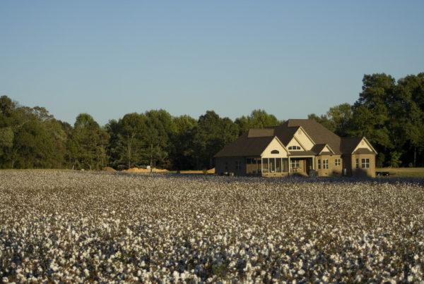 Hurricane Victims Left Out To Dry As Cotton Farmers Delay Disaster Bill