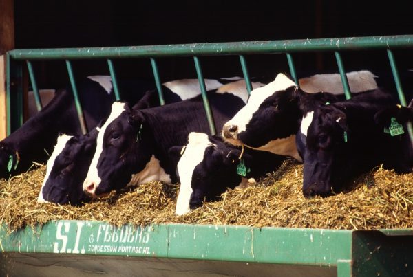 When It Comes To The Sex Of Cattle They Breed, Dairy Farmers Take No Chances