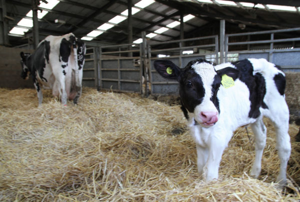 In The Lone Star State, Milk Is Worth $2 Billion. How Moving West Jump-started Texas Dairy.