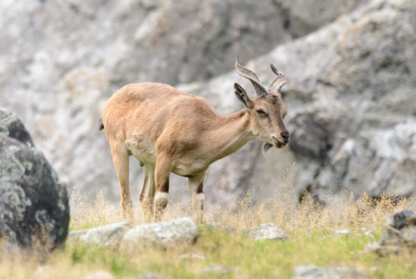 News Roundup: A Soaring Wildlife Population Creates Problems At Big Bend