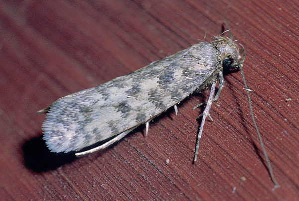 Keeping Moths Away From Your Clothes Takes More Than Mothballs