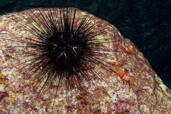 Marine Sanctuary Plan Could Expand Protected Area To 383 Square Miles