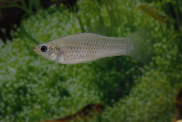 Scientists Have Sequenced The DNA Of An All-Female Species Of Fish Species