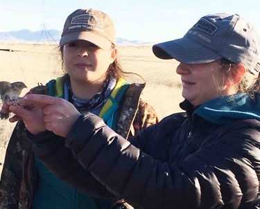 Pulse of the Desert Plains: Tracking Grassland Birds On The Marfa Plateau