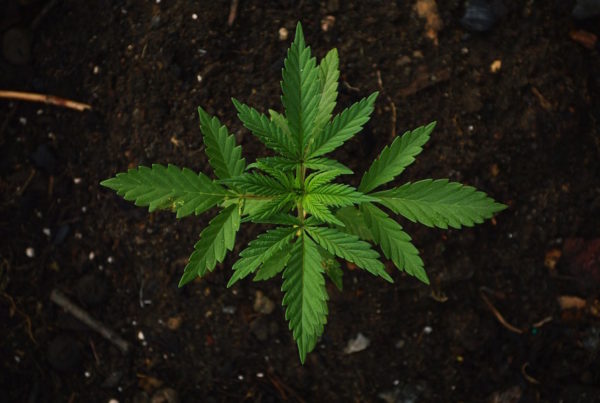 Texas’ First Licensed Cannabis Dispensary Is Open For Business, But Can You Find A Doctor?