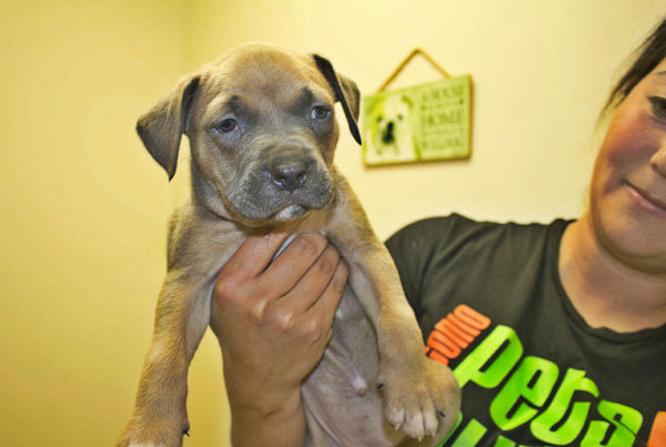 ‘Dog Is My CoPilot’: Giving New Lives To San Antonio Strays