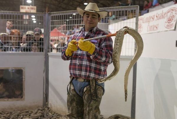 Sweetwater Rattlesnake Roundup Slithers Into Its 60th Year