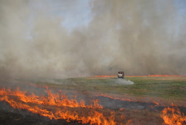 In ‘The Case Of The Monster Fire,’ Hank The Cowdog Makes It Through A True Panhandle Tragedy