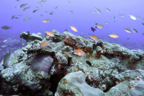 Years In The Making, Plan To Expand A Gulf Marine Sanctuary Faces An Uncertain Future