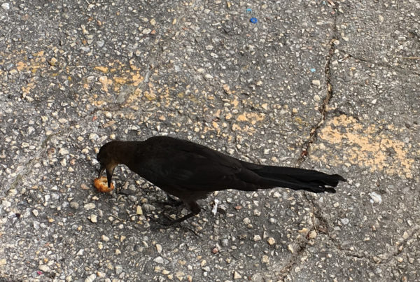 Typewriter Rodeo: Grackles Be Stealin’
